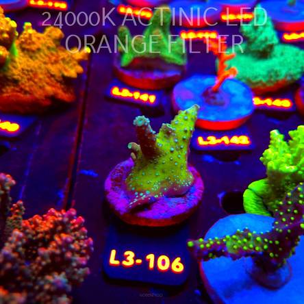 Acropora humilis URANIUM (11.09.2026) L3-106  5cm