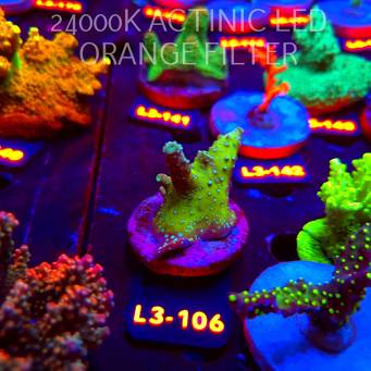 Acropora humilis URANIUM (11.09.2026) L3-106  5cm