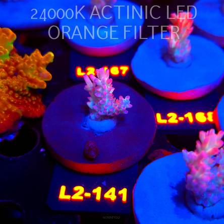 Acropora microclados STRAWBERRY SHORTCAKE CORAL SEA (14.08.2026) L2-141  2.5cm