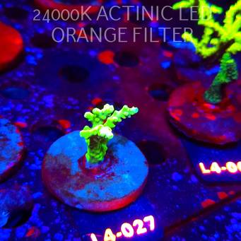 Acropora sp. PREMIUM AUSTRALIA  (07.01.2026) L4-027  4cm