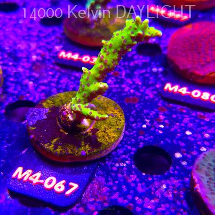 Anacropora WWC SLIMEBALL (12.04.2026) M4-067  6cm