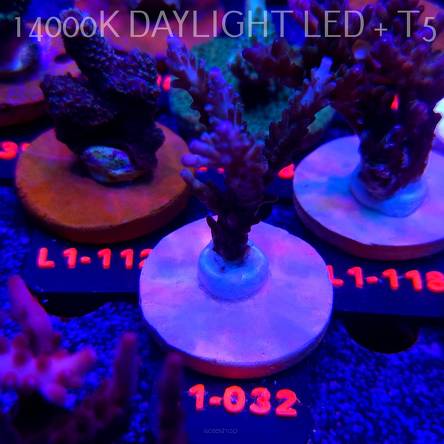 Acropora sp. AUSTRALIA (11.10.2025) L1-032  7cm