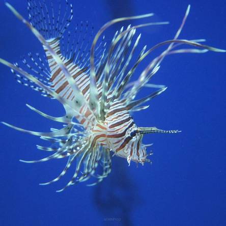 Pterois voltans skrzydlica (Ognica Pstra, Motyl Morski) rozmiar 9-10 cm