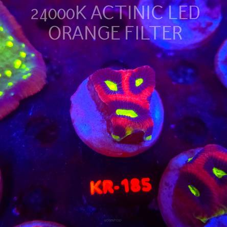 Favites complanata OG DRAGON SOUL (21.02.2026) KR-185  4cm