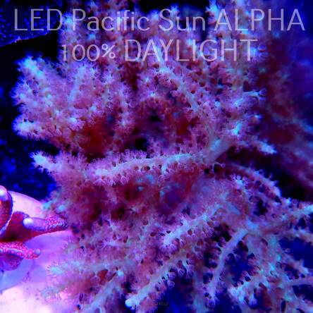 Sinularia sp. XL (27.06.2023)