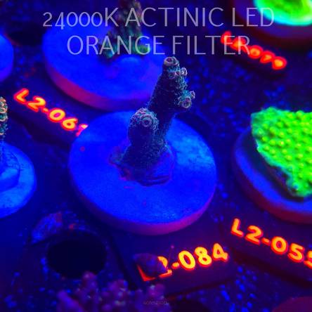 Acropora MILLEPORA PINK (16.11.2025) L2-084  5cm