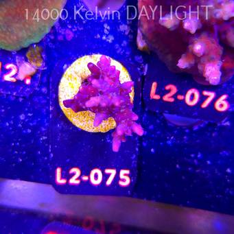 Acropora sp. AUSTRALIA (18.03.2026) L2-075  4cm