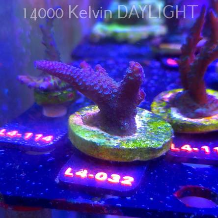 Acropora sp. AUSTRALIA (06.01.2026) L4-032  6cm