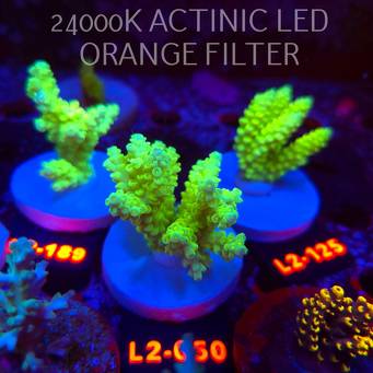 Acropora KENTI YELLOW CORAL SEA ULTRA (19.09.2026) L2-050  7cm