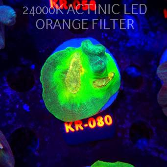  Pectinia WWC SPACE INVADER (23.11.2025) KR-080  5cm PAR80