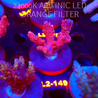 Acropora MILLEPORA PINK FUSION (14.08.2026) L2-149  6cm