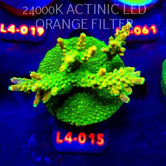 Acropora RR RAINBOW LOOM  (20.05.2026) L4-015  6cm
