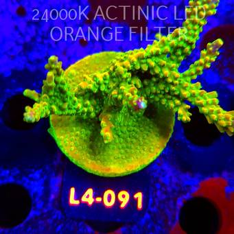 Acropora RR RAINBOW LOOM (16.03.2026) L1-L4-091  7cm