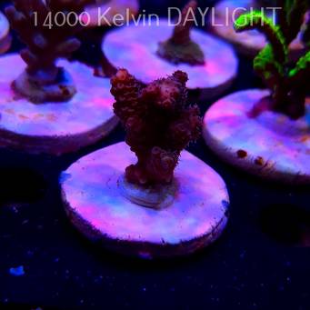 Acropora MILLEPORA PINK (20.03.2025) L1-II-31  4cm