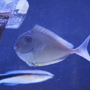 Naso brevirostris rozmiar 13cm