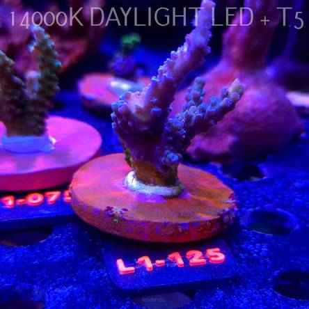 Acropora TENUIS BLUE (09.10.2025) L1-125  6cm