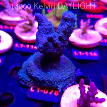 Acropora sp. BLUE PREMIUM AUSTRALIA (02.08.2026) L1-078  8cm