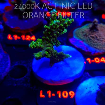 Acropora sp. AUSTRALIA (11.10.2025) L1-109  6cm