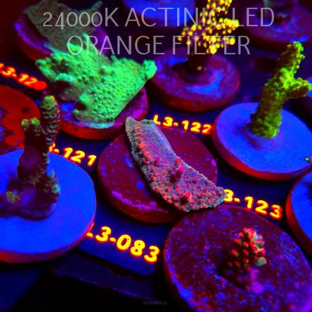 Acropora sp. PREMIUM AUSTRALIA (11.09.2026) L3-083  6cm