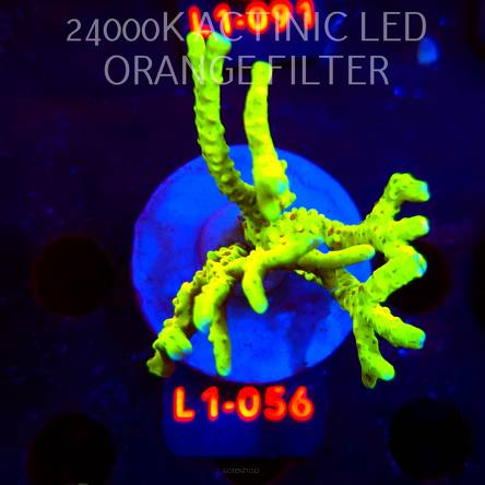 Anacropora WWC SLIMEBALL (03.08.2026) L1-056  7cm