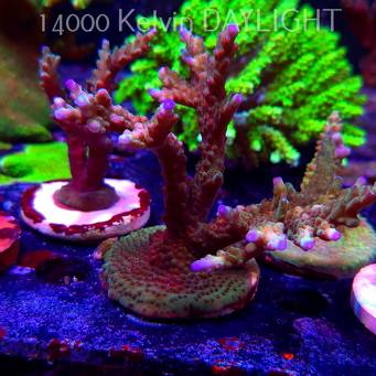 Acropora sp. AUSTRALIA (19.06.2025) L3-III-9  11cm