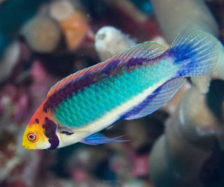 Cirrhilabrus aquamarinus 7-8cm