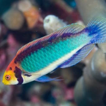 Cirrhilabrus aquamarinus 7-8cm