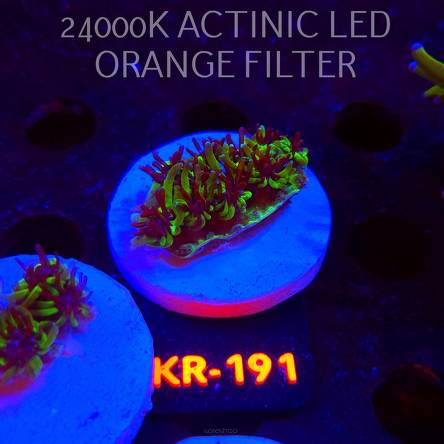 Galaxea fascicularis GREEN (17.01.2026) KR-191  4cm