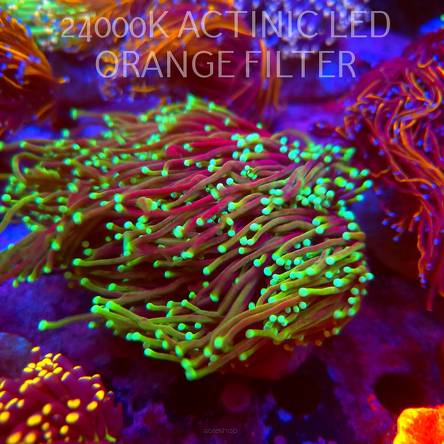 Euphyllia glabrescens DRAGON SOUL (02.10.2026) XL 9H