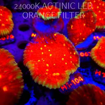 Echinophyllia KISS OF FIRE (11.10.2026) H1-104  7cm