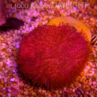 Sarcophyton PINK (18.05.2025)
